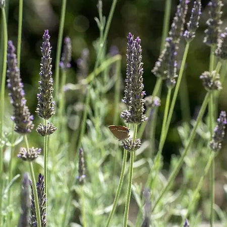 Elisabeth Sea View Private Pool Fiskardo Kefalonia * Katsarata